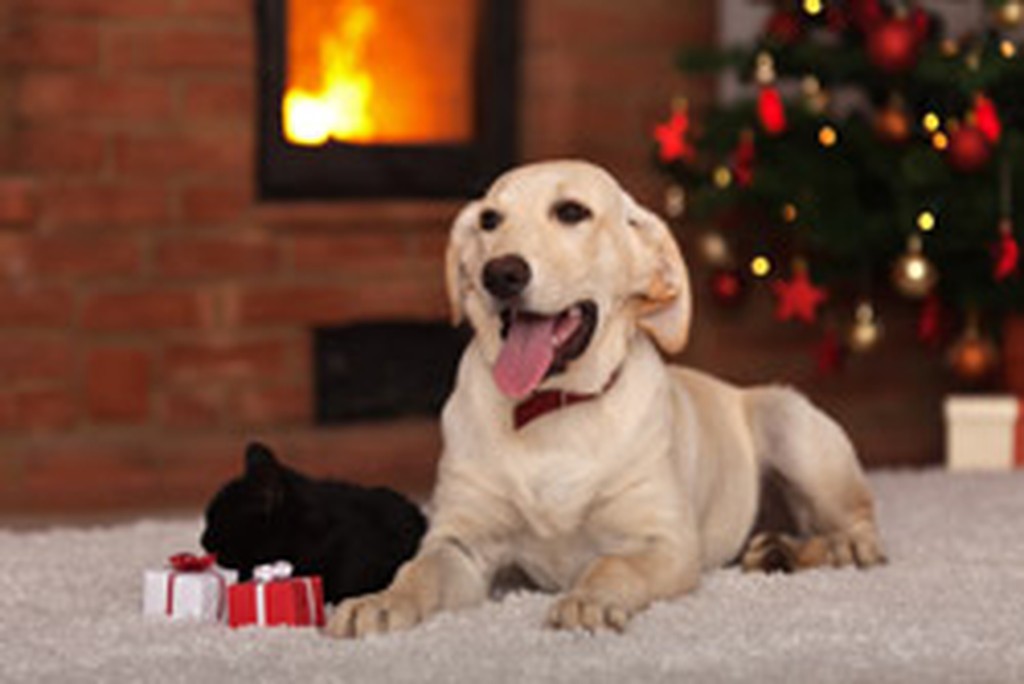 GiftGivingForHomeownerWeb250Pix.jpg