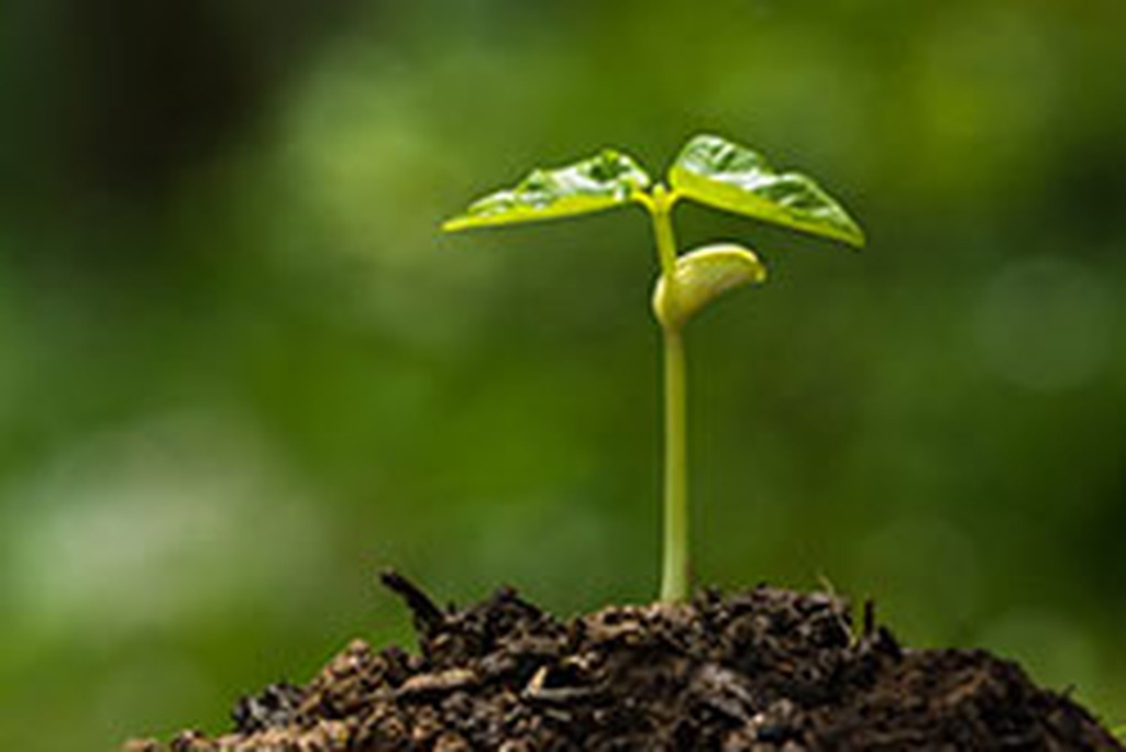 GardeningWeb240Pix.jpg